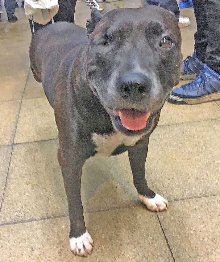 Staffie