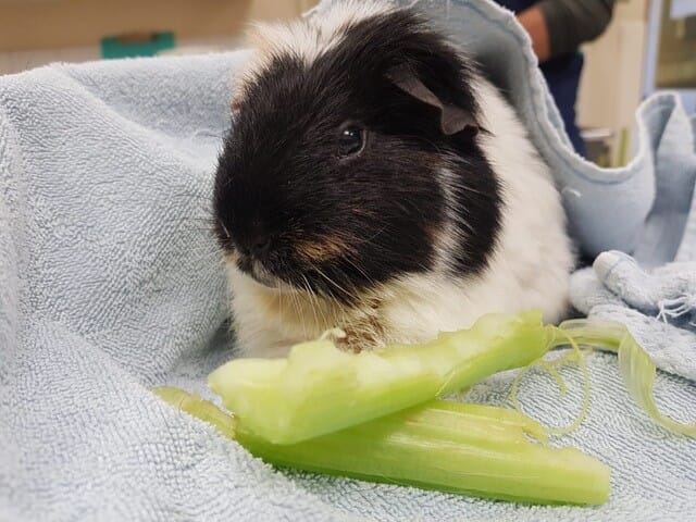 Hospitalised guinea pig
