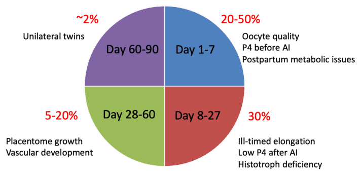 FIGURE (1) Pivotal periods of pregnancy loss during the first trimester of pregnancy in lactating dairy cows (adapted from Wiltbank et al., 2016)