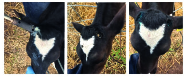 FIGURE (1) Disbudding of a replacement dairy heifer under local anaesthetic and NSAIDs using the hot-iron disbudding method