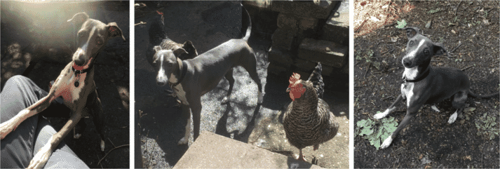 Dog and chicken