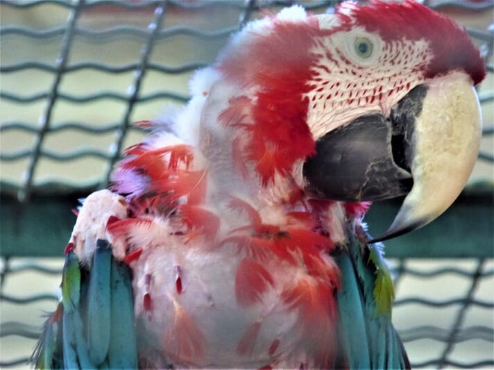 Parrot