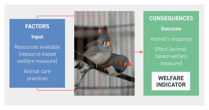FIGURE (2) The interaction between what a pet or companion animal is provided with (ie the factors that make up its daily care) and the consequences of these factors as expressed by the animal’s response to them. Behavioural change and the effect of the daily care on the individual can be observed and used as a welfare indicator. Such outcomes can change as the animal grows and develops; therefore, the inputs need to be individual-specific on many levels (life stage, physiological state, age, maturity and sex). It is always important to remember that welfare indicators should be regularly measured to ensure the best possible interpretation