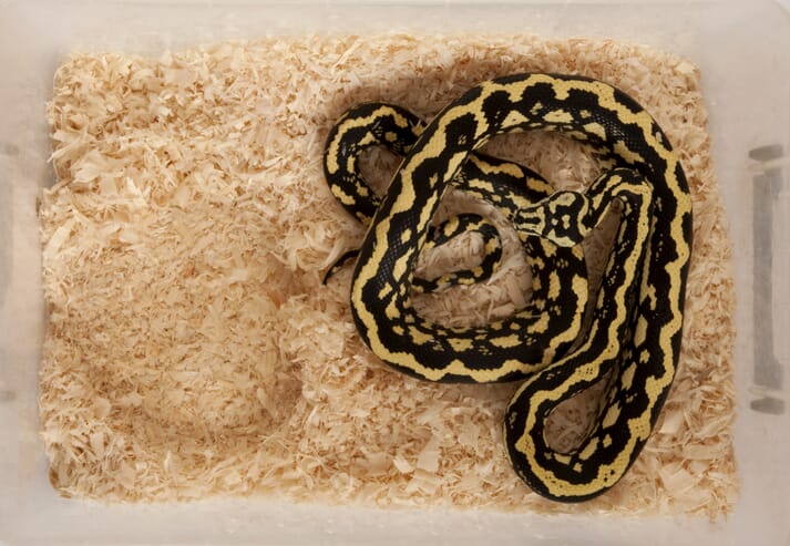Captive snake