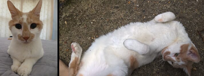 Happy domestic cat