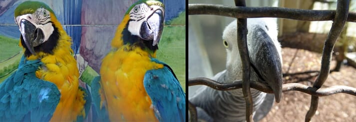 Parrots