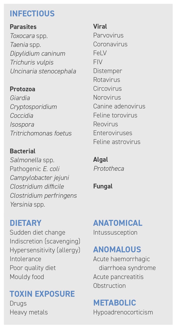 acute-diarrhoea-in-dogs-and-cats-causes-and-faecal-analysis