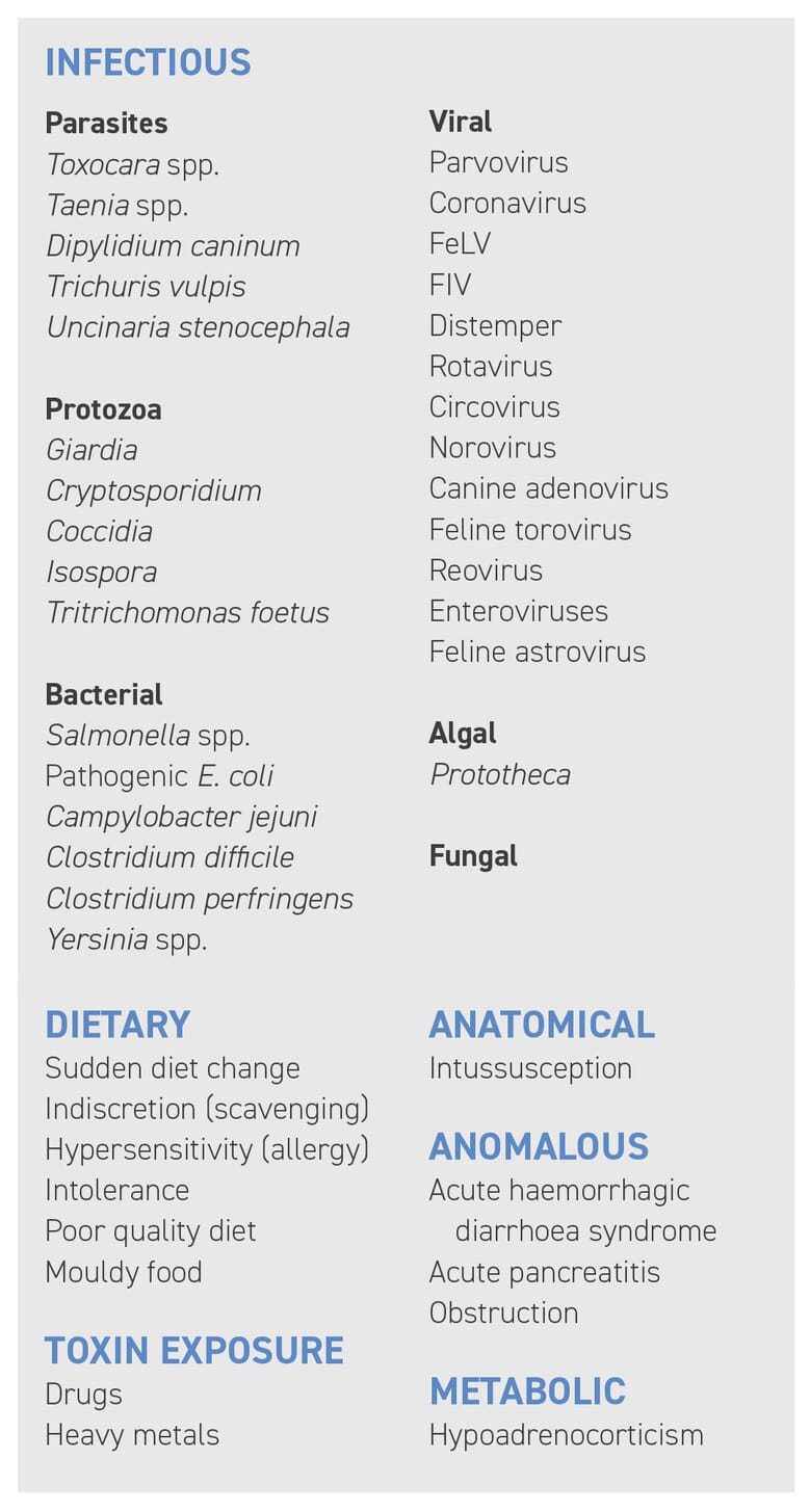 Acute diarrhoea in dogs and cats: causes and faecal analysis ...