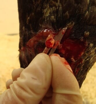 Horse wound