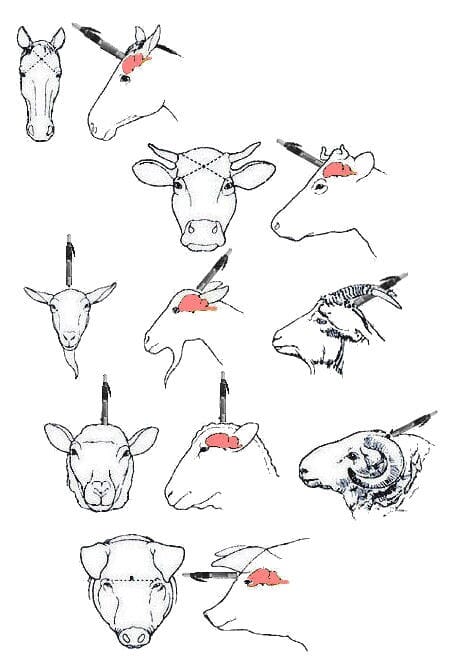 FIGURE (3) There are optimal stunning and killing positions for each species