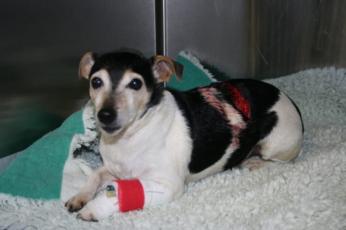 Hospitalised dog
