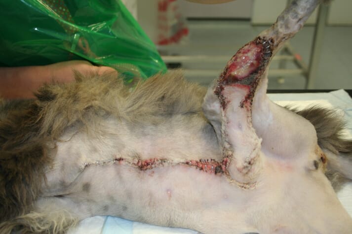 Cat wound