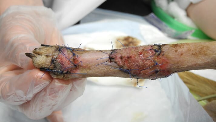 Dog skin graft