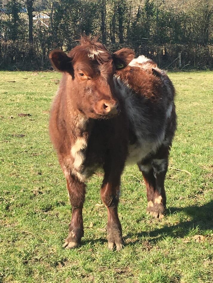 FIGURE (1) Choosing the right breed and system for the farm is key - this shorthorn heifer has been outwintered and will be ready to serve in late summer with minimal concentrate feeding