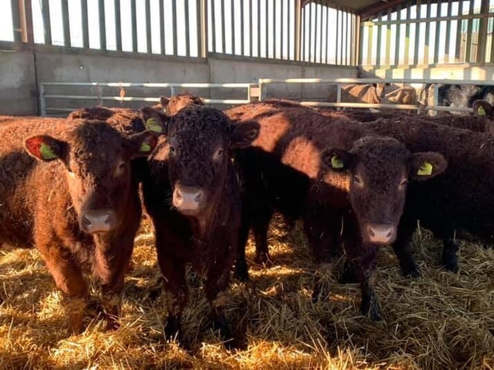 FIGURE (2) Creed feed can be used to minimise stress and performance checks at weaning