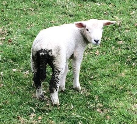 FIGURE (1) Prevention of parasitic gastroenteritis through the use of the SCOPS principles will increase efficiency of production, improve welfare and utilise veterinary expertise, encouraging an ongoing supportive relationship