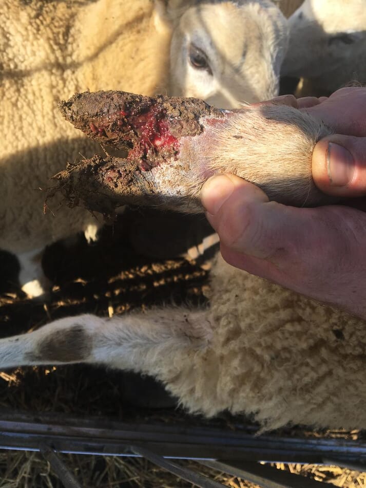 FIGURE (2) Proactive veterinary engagement promotes improved welfare – for example the implementation of the five-point plan to address lameness