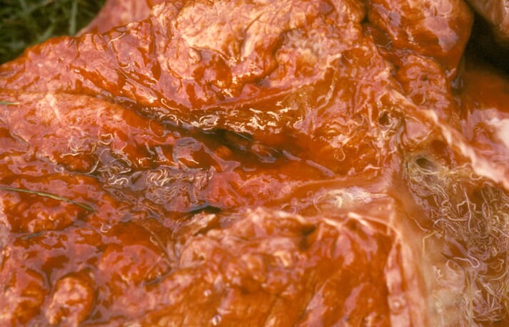 FIGURE 1 Lungworm is the most common cause of clinical signs in farmed deer and can be identified in the airways of red deer lungs