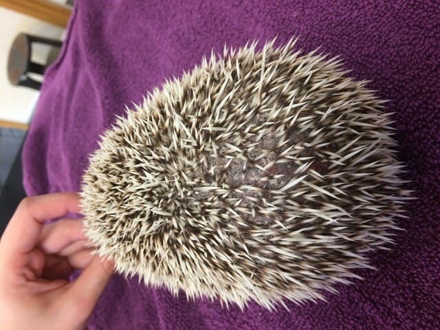 Picture of a hedgehog