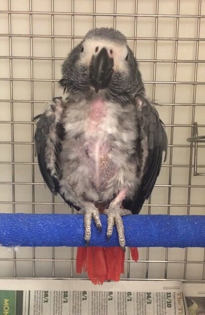 African grey parrot