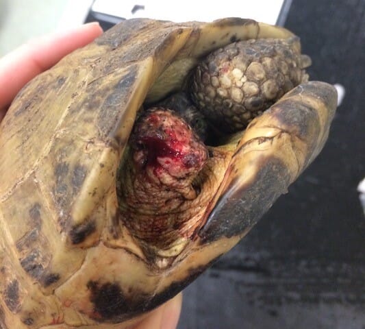 Hermann’s tortoise