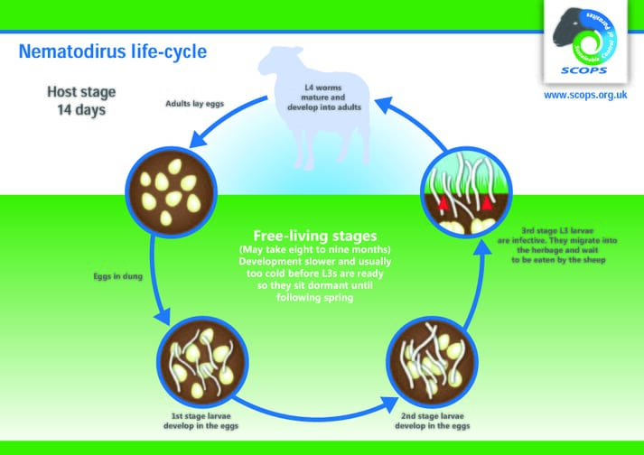 FIGURE (1) Nematodirus parasites have a different life-cycle to other sheep worms.