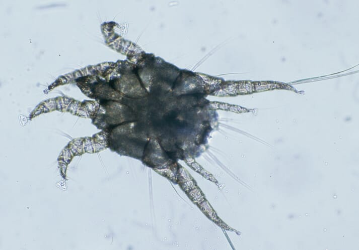 Otodectes cynotis mite