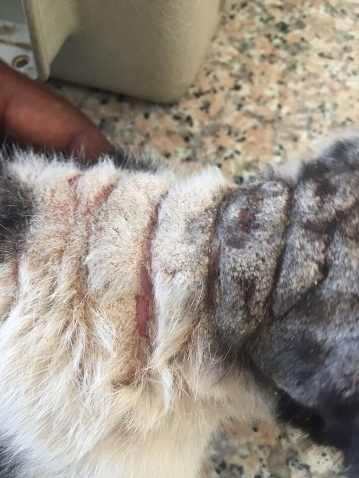 Cutaneous lesions on a cat's back