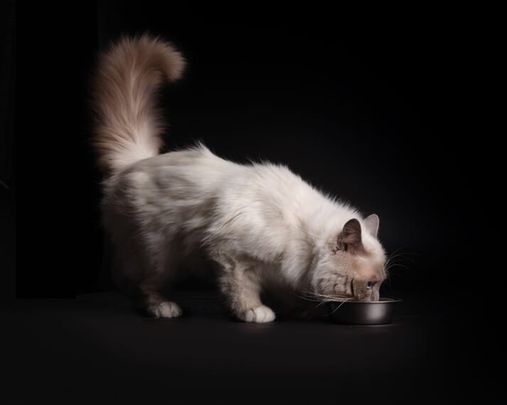 Cat drinking