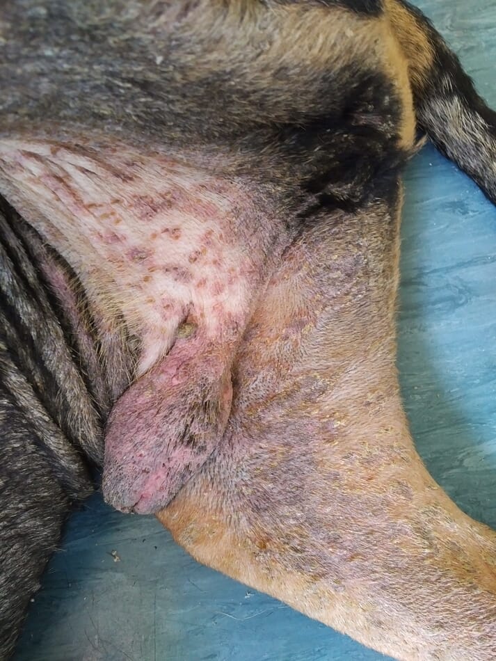 Skin lesions on a dog's ventral abdomen