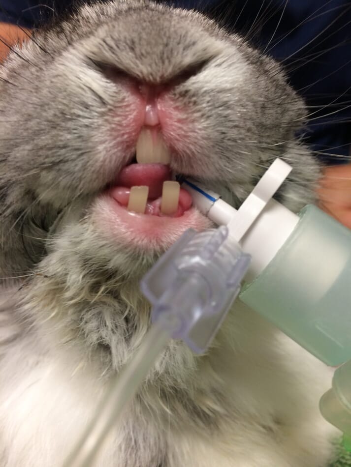 Intubated rabbit