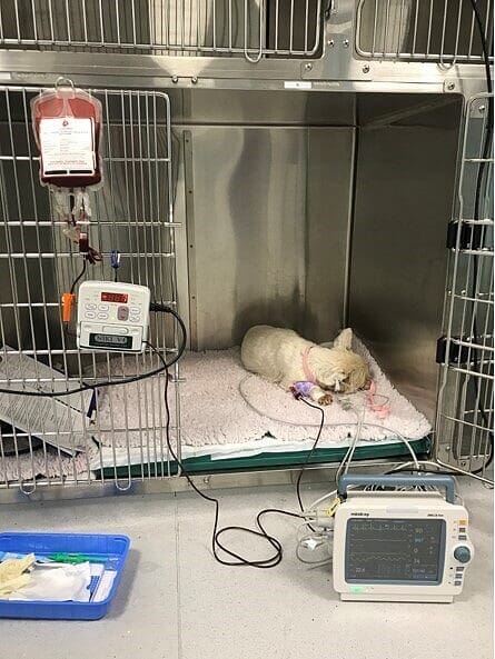 Hospitalised patient