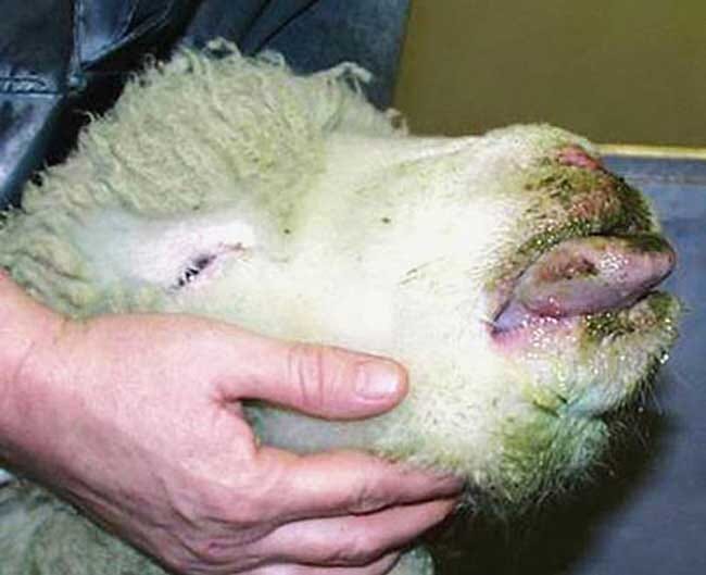 FIGURE (1) As the name suggests, sheep with bluetongue can present with swollen, blue tongues