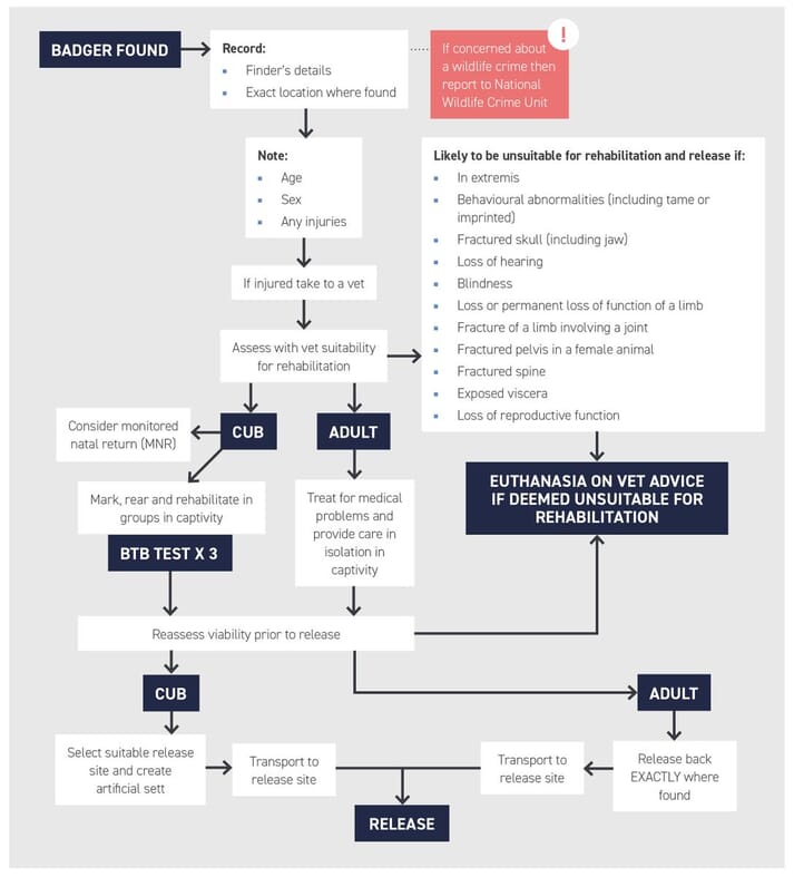 FIGURE (5) Guidance on how badgers should be handled, cared for, rehabilitated and released. Adapted from the Badger Rehabilitation Protocol (Mullineaux (ed.), 2018)
