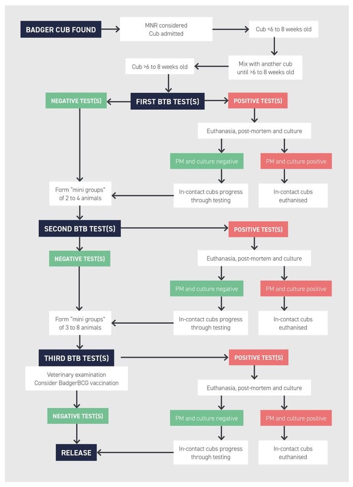 FIGURE (6) The protocol for testing badger cubs. Adapted from the Badger Rehabilitation Protocol (Mullineaux (ed.), 2018)
