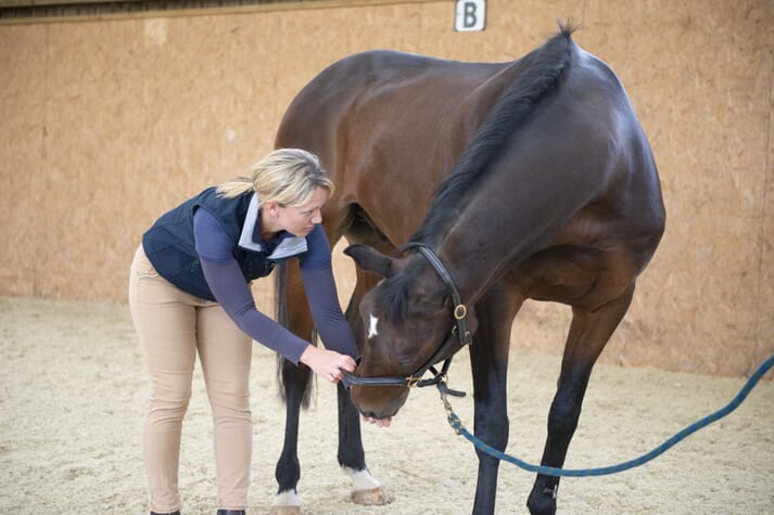 equine veterinary physiotherapist