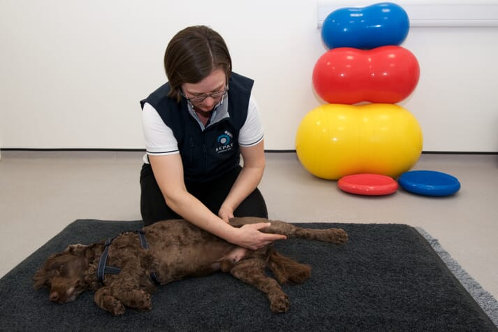 small animal veterinary physiotherapist