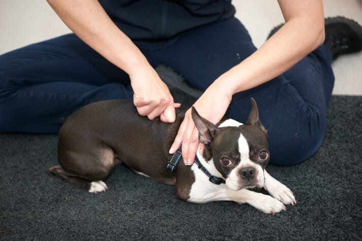 Small animal veterinary physiotherapist dog