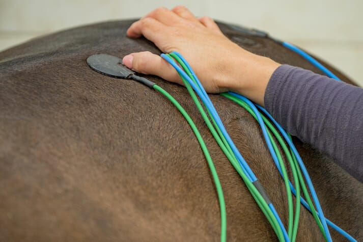equine veterinary physiotherapist horse