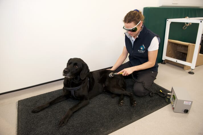 small animal veterinary physiotherapist dog