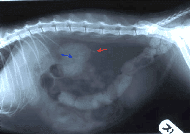FIGURE 1 Right lateral abdominal radiograph indicating ureteroliths (red arrows) and renoliths (blue arrows). Please note the volume of faeces identified in this radiograph may have obscured other ureteroliths, hence the importance of performing an enema