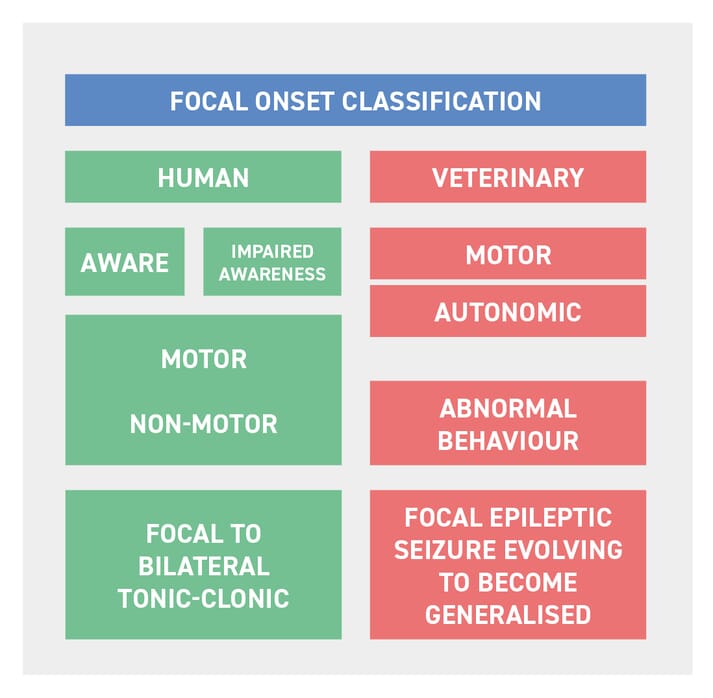 What causes focal motor seizures in dogs