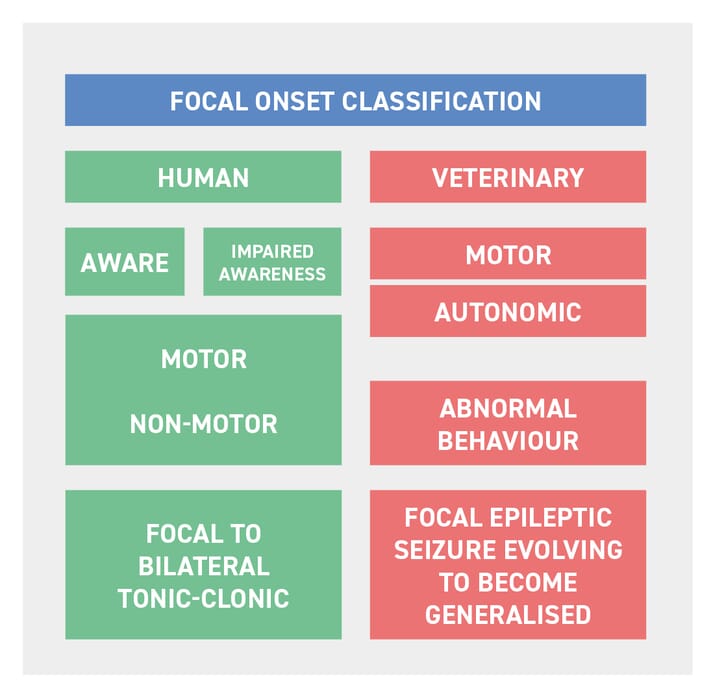 Focal Epileptic Seizures In Dogs Veterinary Practice