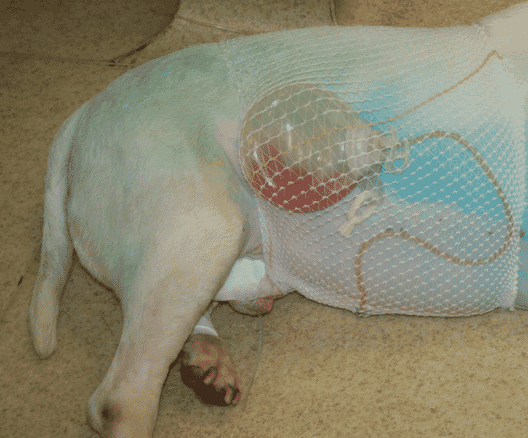 FIGURE (4) A cross-breed dog developed a perforated gastroduodenal ulcer following extended non-steroidal anti-inflammatory administration, causing septic peritonitis. Following local debridement, biopsy and repair of the lesion, the peritoneal cavity was lavaged and a Jackson Pratt surgical drain was placed