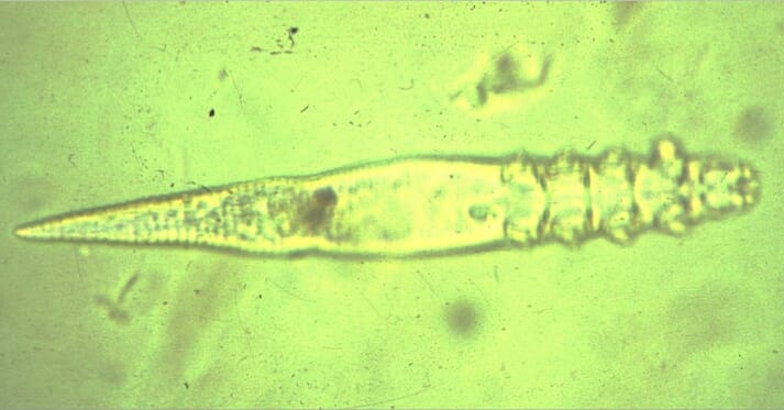 FIGURE (1) Long-bodied Demodex cati