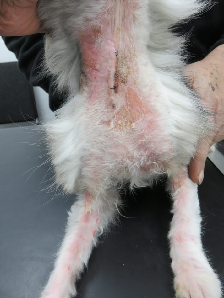 FIGURE (2) In generalised D. cati, there may be scaling, erythema, crusting and lichenification. In this case, there was underlying hyperthyroidism