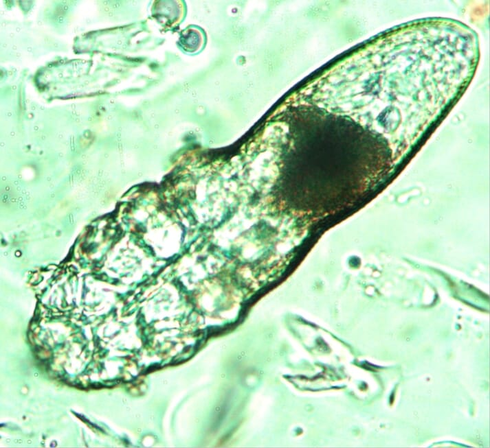 FIGURE (4) Short-bodied Demodex gatoi