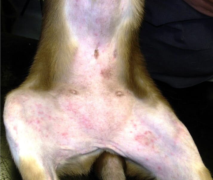 FIGURE (5) Symmetrical ventral alopecia and self-inflicted lick lesions can be seen on the medial thigh due to D. gatoi