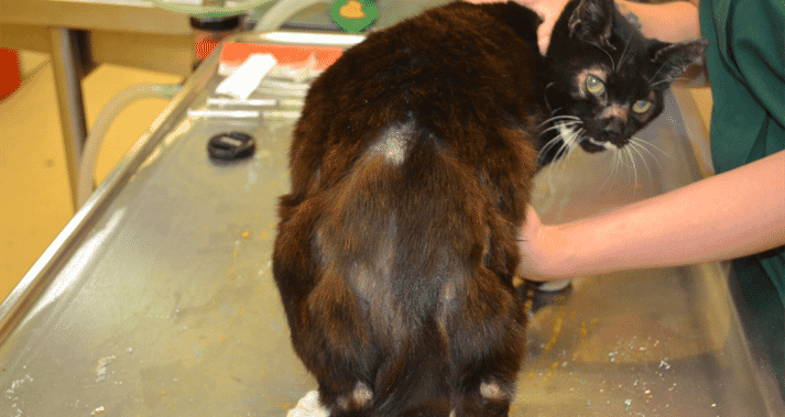 FIGURE (3) An example of non-flea hypersensitivity in a cat shows head and neck pruritus, self-induced (ventral) symmetrical alopecia and eosinophilic dermatitis over the caudo-dorsum (right side)