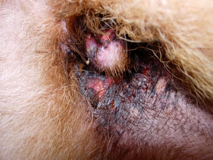 Cutaneous Lupus Erythematosus Veterinary Practice